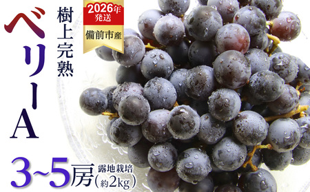【2026年発送分　先行受付開始！】びぜん葡萄「ベリーＡ」（露地栽培）約2kg（令和8年9月上旬～9月中旬頃発送） 【葡萄 ベリーＡ】