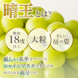 【2024年発送分 先行受付スタート！】岡山県産シャインマスカット「晴王」定期便　秀品　大房（約5kg・5～9房目安）×10回発送（令和６年7月以降発送）