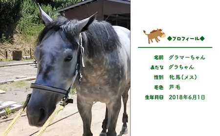 馬 の ふれあい体験 チケット 1枚(1名様分) 体験 うま ケイメイ牧場 