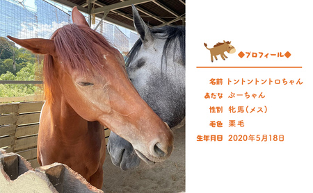 馬 の ふれあい体験 ペア チケット 1枚(2名様分) 体験 うま ケイメイ牧場 