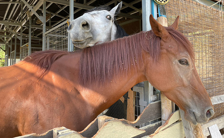 馬 の ふれあい体験 ペア チケット 1枚(2名様分) 体験 うま ケイメイ牧場 
