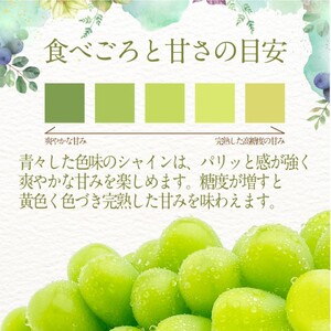 ぶどう 2026年 先行予約 【プレミアムシャインマスカット 晴王 2房 合計約1.3kg 】船穂産 赤秀品以上 岡山県産 葡萄 ブドウ ギフト ハレノフルーツ 皮ごと食べる みずみずしい 