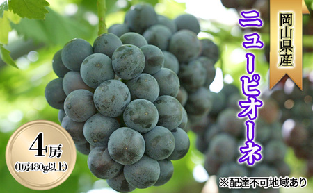 ぶどう 2026年 先行予約 ニューピオーネ4房(1房480g以上) ブドウ 葡萄 岡山県産 国産 フルーツ 果物 ギフト
