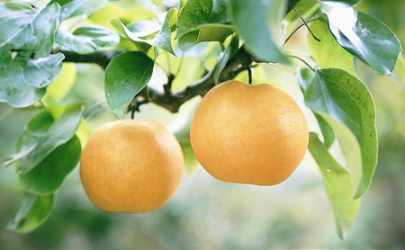 梨 2026年 先行予約 あたご梨 2玉 青秀以上 (約1.4kg) 化粧箱入り