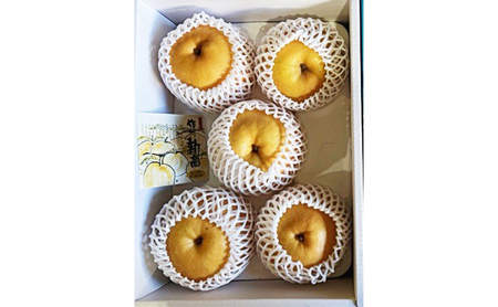 梨 2026年 先行予約 新高梨 3-6玉(約4kg) 化粧箱入り なし ナシ 岡山県産 国産 フルーツ 果物 ギフト