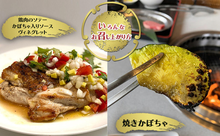 【数量限定】備前黒皮かぼちゃ (1玉) 株式会社大町 岡山県 瀬戸内市 かぼちゃ 野菜 スイーツ 手軽 料理