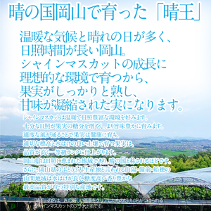 2026年 先行予約受付中 シャインマスカット晴王 ジュエルセレクション 1箱20粒 岡山県産 種無し 皮ごと食べる みずみずしい 甘い  瀬戸内  ハレノフルーツ