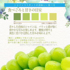 2026年 先行予約受付中 シャインマスカット晴王 ジュエルセレクション 1箱20粒 岡山県産 種無し 皮ごと食べる みずみずしい 甘い  瀬戸内  ハレノフルーツ