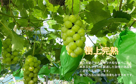 厳選 瀬戸ジャイアンツ 2房 合計1.1kg以上 産地直送 朝採れ ぶどう 葡萄 Kawahara Green Farm 岡山県産 2026年 先行予約