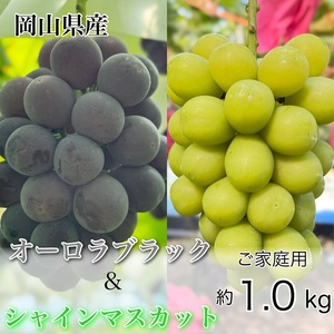 ぶどう 2026年 先行予約 農家こだわりの シャイン マスカット ＆ オーロラブラック 2房 合計約1.0kg ご家庭用クラス 葡萄 岡山県産 国産 フルーツ 果物 ギフト 【 Nini farm 農家 直送 】
