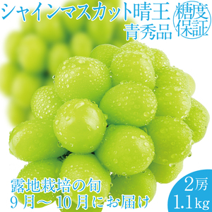 2026年 先行予約受付中 シャインマスカット晴王 2房 約1.1kg 岡山県産 種無し 皮ごと食べる みずみずしい 甘い フレッシュ 瀬戸内 晴れの国 おかやま 果物大国 ハレノフルーツ