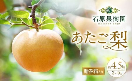 梨 2026年 先行予約 あたご梨 3~9玉 合計約4.5kg 贈答箱【11月下旬~12月中旬頃発送】 ナシ なし 岡山県産 国産 フルーツ 果物 ギフト 石原果樹園