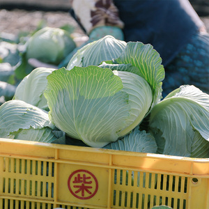 瀬戸内 牛窓産 キャベツ 約10kg（4～8玉） 野菜 岡山県産 