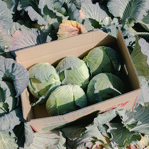 瀬戸内 牛窓産 キャベツ 約10kg（4～8玉） 野菜 岡山県産 