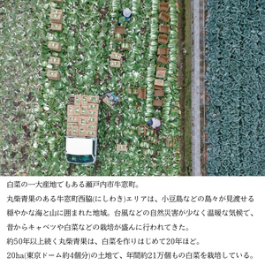 瀬戸内 牛窓産 白菜 約15kg（5～6玉） 野菜 はくさい 
