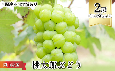 ぶどう 2026年 先行予約 桃太郎 ぶどう 2房（1房480g以上） ブドウ 葡萄  岡山県産 国産 フルーツ 果物 ギフト 化粧箱 贈答品