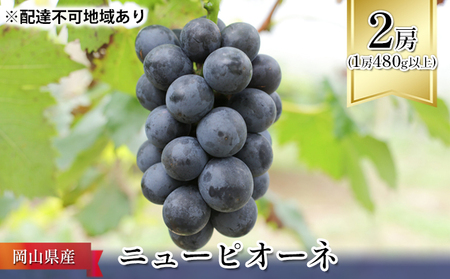 ぶどう 2026年 先行予約 ニュー ピオーネ 2房（1房480g以上） ブドウ 葡萄  岡山県産 国産 フルーツ 果物 ギフト ニューピオーネ 化粧箱 贈答品