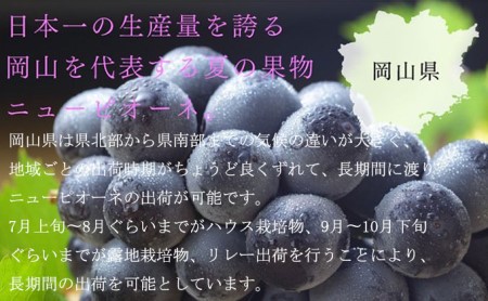 ぶどう 2024年 先行予約 ニュー ピオーネ 3房～6房 約2kg 6月下旬～7月下旬発送 ブドウ 葡萄  岡山県産 国産 フルーツ 果物 ギフト