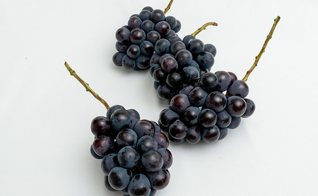 ぶどう 2026年 先行予約 ニュー ピオーネ 4房（1房480g以上）約2kg ブドウ 葡萄  岡山県産 国産 フルーツ 果物 ギフト 甘みが強い 酸味 皮離れがいい 大粒 食べ応え 