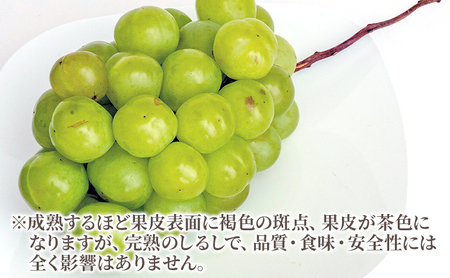 ぶどう 2026年 先行予約 瀬戸 ジャイアンツ 2房（1房480g以上）約1kg