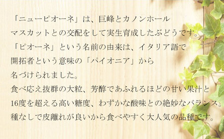 ぶどう 2026年 先行予約 ニュー ピオーネ 3房～6房 約1.5kg 8月下旬～10月上旬発送 ブドウ 葡萄  岡山県産 国産 フルーツ 果物 ギフト 岡山の葡萄 デザート 食後 