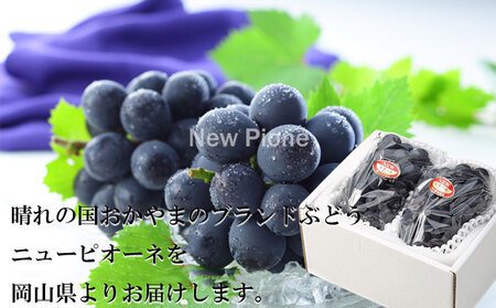 ぶどう 2026年 先行予約 ニュー ピオーネ 約500g×2房 8月下旬～10月上旬発送 ブドウ 葡萄  岡山県産 国産 フルーツ 果物 ギフト 岡山の葡萄 デザート 食後 