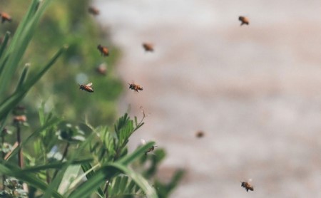 レンゲ はちみつ 3本セット（1本240g）岡山県 瀬戸内市産 石黒農園 上品なコク まろやか 口当たり 爽やか 甘み 柔らかい味わい フルーティー トンガリ容器入り ヨーグルト パン 砂糖の代わり 