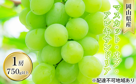 ぶどう 2026年 先行予約 マスカット・オブ・アレキサンドリア 1房 750g以上 贈答用 ブドウ 葡萄  岡山県産 国産 フルーツ 果物 ギフト 岡山の葡萄