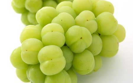 ぶどう 2026年 先行予約 桃太郎 ぶどう 2房（1房 480g以上 露地栽培