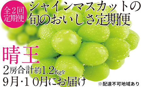 ぶどう 2026年 先行予約 9月・10月発送 シャイン マスカット 晴王 2房（合計約1.2kg） ブドウ 葡萄  岡山県産 国産 フルーツ 果物 ギフト デザート 食後 酸味が少ない 産地直送