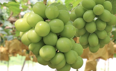 早期受付 シャイン マスカット 1房(500g以上) 桃茂実苑