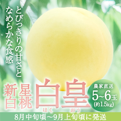 固めの 桃 2026年 先行予約 白桃 白皇 (はくおう) 5～6玉入り(約1.5kg) 贈答用 もも モモ 岡山県 赤磐市産 国産 フルーツ 果物 ギフト