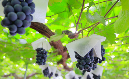 ぶどう 2026年 先行予約 ニューピオーネ2房入り 合計1.0kg以上 岡山県 赤磐市 ブドウ 葡萄 果物 フルーツ