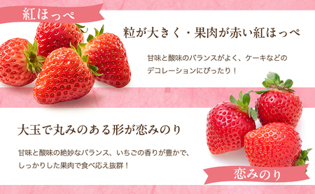 いちご 2026年 先行予約 いちごの宝石箱 1箱 12粒入り イチゴ 苺 果物 岡山県 赤磐市 