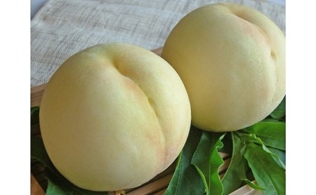 赤磐市産 白麗(白桃)約3.0kg 9~10玉