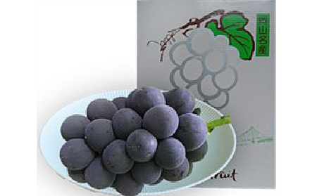 ぶどう 2026年 先行予約 オーロラブラック 約600g 1房 葡萄 岡山県 赤磐市産 フルーツ 果物 あかいわファーマーズガーデン