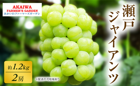 ぶどう 2026年 先行予約 瀬戸ジャイアンツ 約1.2kg 2房 葡萄 岡山県 赤磐市産 フルーツ 果物 あかいわファーマーズガーデン