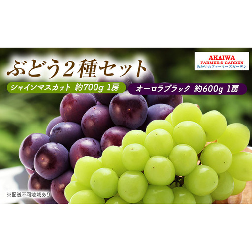 ぶどう 2026年 先行予約 シャインマスカット 約700g 1房 オーロラブラック 約600g 1房 葡萄 岡山県 赤磐市産 フルーツ 果物
