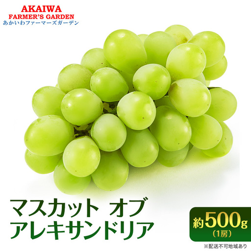 ぶどう 2026年 先行予約 マスカット オブ アレキサンドリア 約500g 1房 葡萄 フルーツ 果物 岡山 赤磐市産 ブドウ 果物類