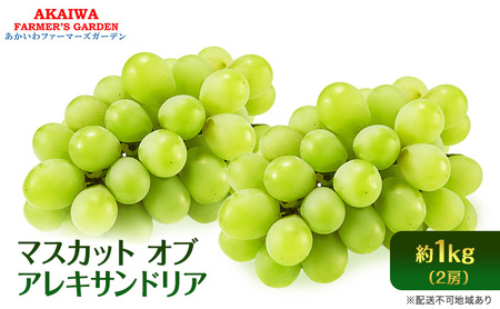 ぶどう 2026年 先行予約 マスカット オブ アレキサンドリア 2房 (約1.0kg) 葡萄 岡山県 赤磐市産 フルーツ 果物 ブドウ 果物類