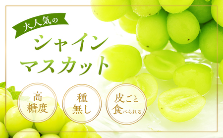 ぶどう 2026年 先行予約 シャイン マスカット 晴王 1房 650g以上 2026