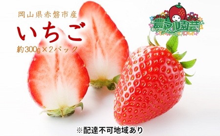 農マル園芸あかいわ農園 赤磐市産 いちご ギフト 2パック 当日収穫発送!