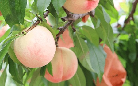 桃 2024年 先行予約 清水 白桃 2kg 6～8玉 もも モモ 岡山 国産 フルーツ 果物 ギフト 桃茂実苑 