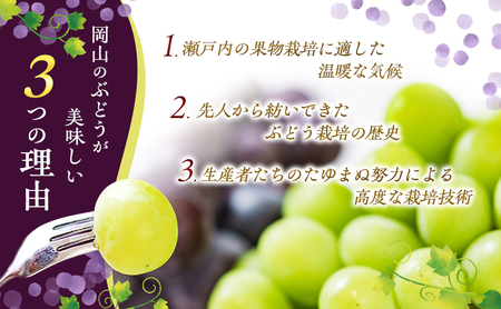 ぶどう 2026年 先行予約 オーロラブラック 約2kg 4～5房 ご家庭用 ブドウ 葡萄 フルーツ 果物 岡山 赤磐市産 農マル園芸 あかいわ農園 種なし 大粒 高糖度 