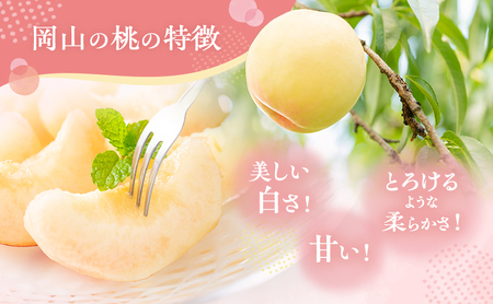 固めの 桃 2026年 先行予約 晩生の旬の 白桃 約1.8kg 5～7玉 進物用 もも モモ フルーツ 果物 岡山 赤磐市産 農マル園芸 あかいわ農園 家庭用 白皇 白露 甘々燦燦 あきぞら 西王母 瀬戸内白桃 