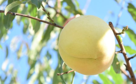 桃 2026年 先行予約 白桃 冬美白 とうびはく 2玉 1玉約350g もも モモ 令和7年 岡山 赤磐市産 国産 フルーツ 果物 ギフト 果肉 しっかり 柔らかい 食感 大変貴重 高糖度 栽培方法 