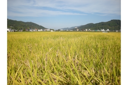【岡山の酒】御前酒　雄町米　大吟醸飲みくらべセット (純米大吟醸「鳳凰」と「馨」1800ml×2本) ／ 辻本店 真庭 日本酒 純米 大吟醸 地酒 飲み比べ 【thtn026-01】