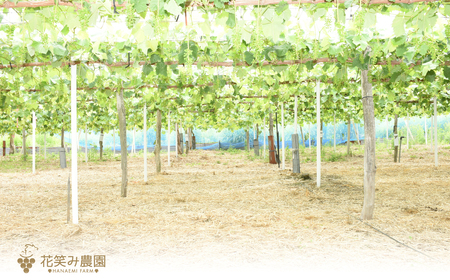 【2616-0326】[岡山県産] 花笑み農園のブドウ『訳あり3種以上MIX』1kg W3M-1