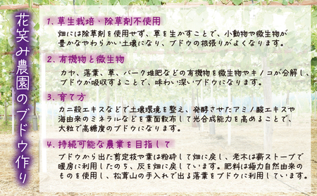 【2026年先行予約】ぶどう 岡山 花笑み農園『ニューピオーネ』約2kg（3～4房） hana06-2 2026年9月上旬～ 受付順に発送予定 【hana006-03】