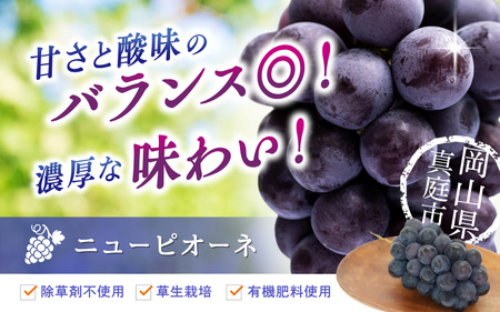 2026年先行予約 【訳あり】 花笑み農園 ニューピオーネ 1kg ぶどう ピオーネ 【hana033-02】